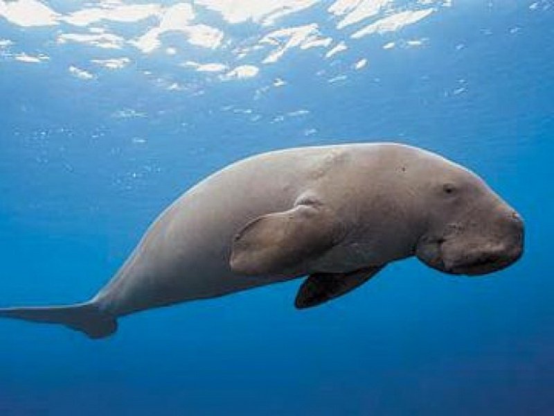 Dugongs2_resize.jpg